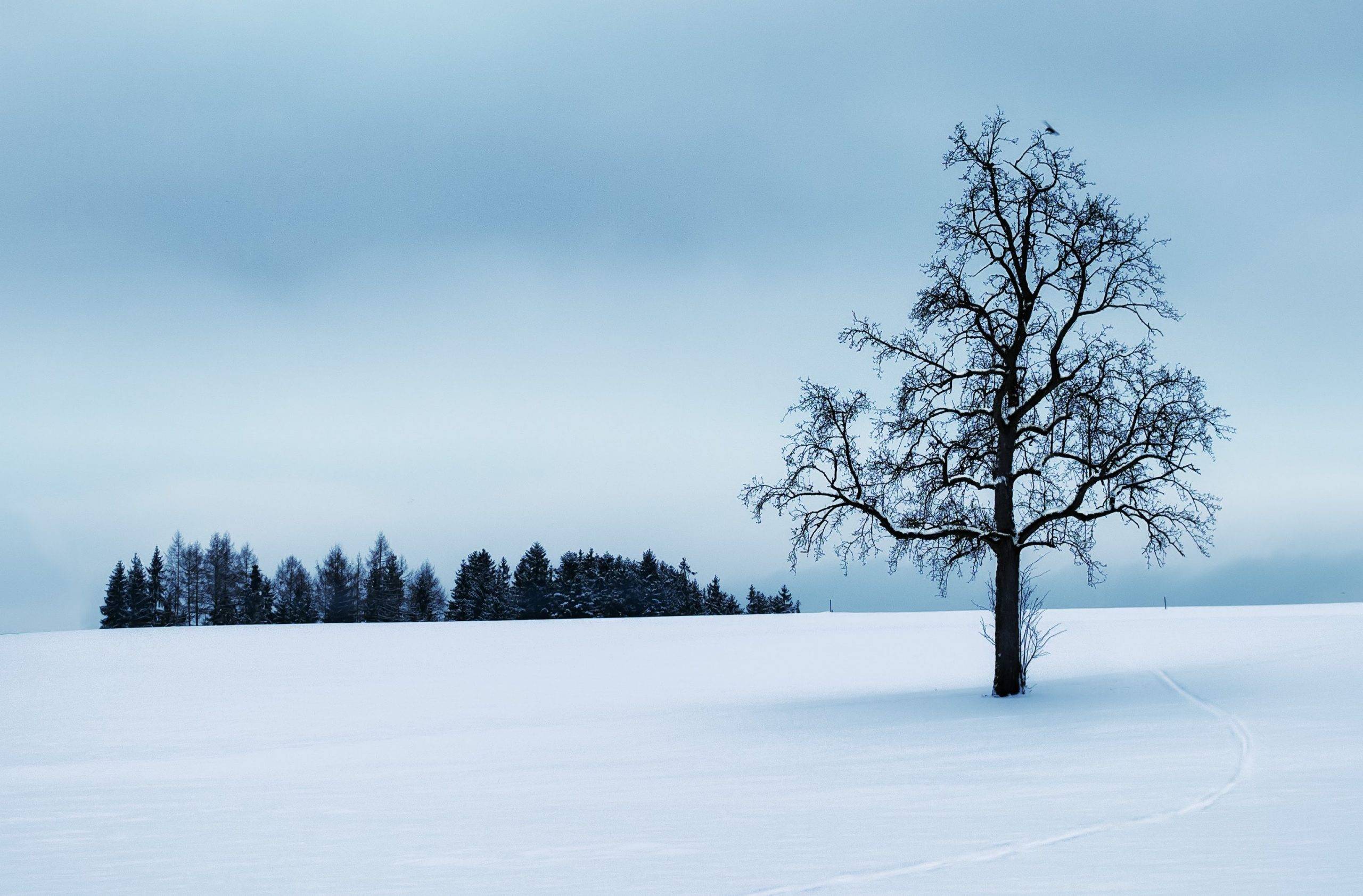 How to Start Your Minimalist Journey Today - tree in snowy landscapes