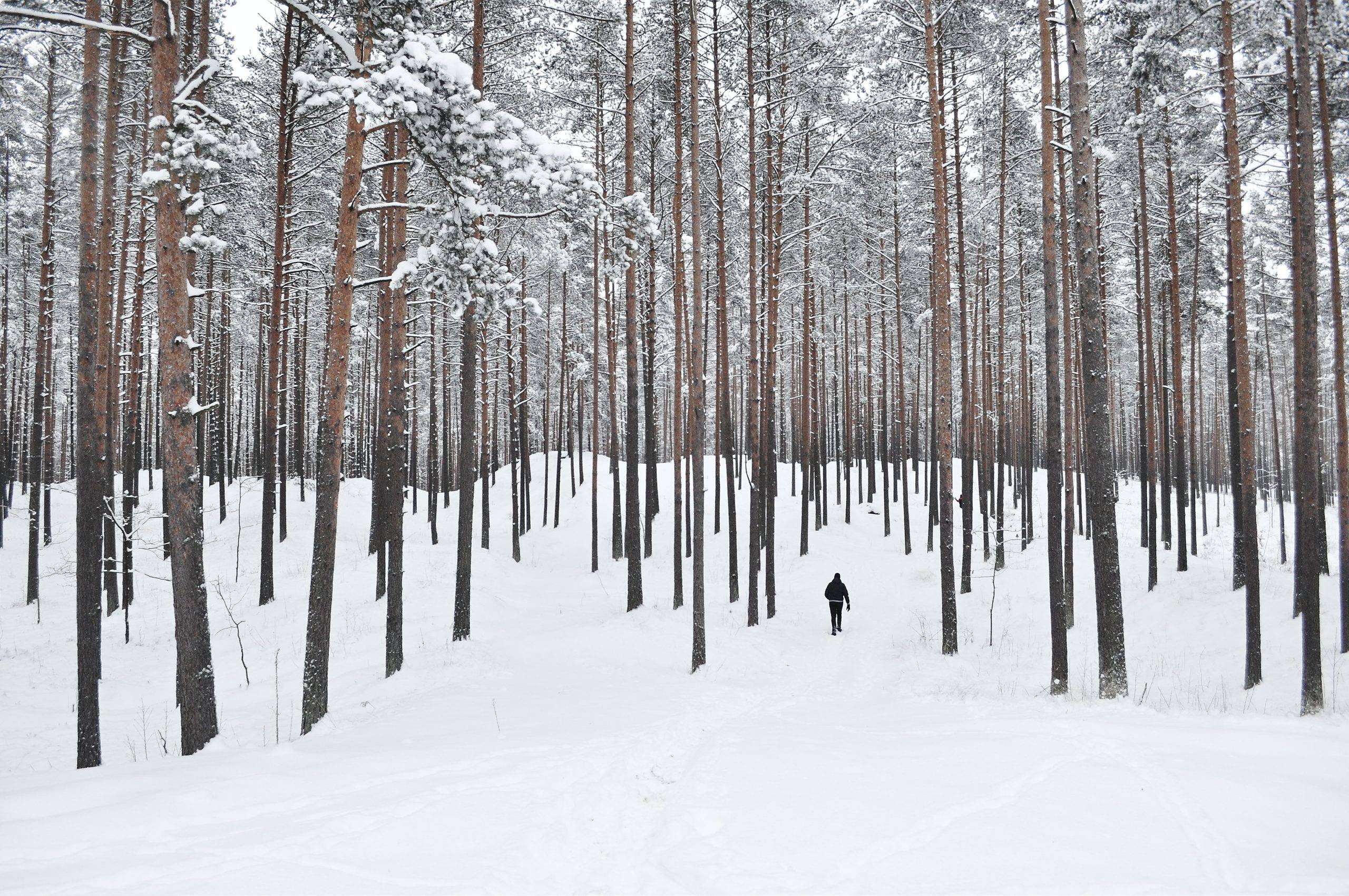 How Minimalism Can Help You Approach the New Year Worry-Free - minimalist new year's resolutions - forest in snow