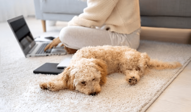 Choosing the Perfect Rug for a Pet Friendly Home2