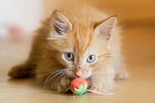 Playful Fitness Keeping Kitty Active