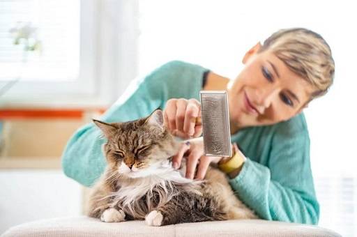 The Art of Grooming A Cats Beauty Ritual