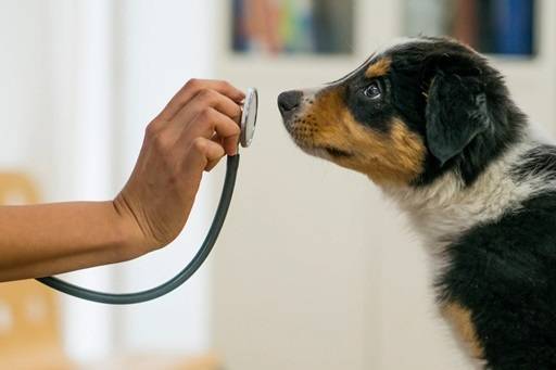 Why Affordable Vet Care Matters