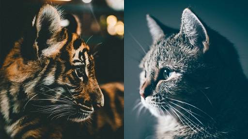 Why Domestication Matters