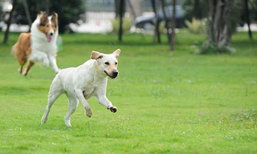 Etiquette and Rules at Dog Parks