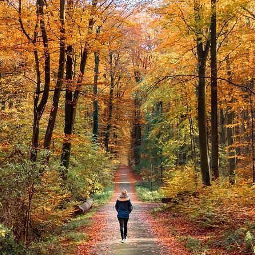 Nature Trails and Mental Well being