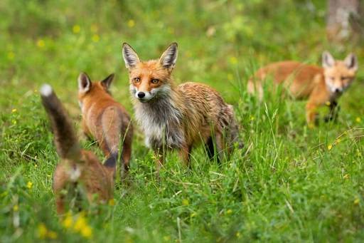 The Science Behind Fox Vocalizations