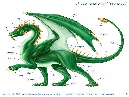 Understanding Dragon Anatomy