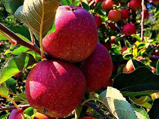 Why Choose Apple Picking Near Me