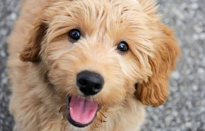 How Big Can a Mini Goldendoodle Get