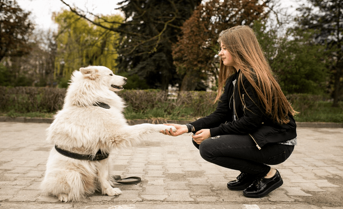 Navigating the Path to Your Ideal Cavapoo Companion with Expert Insights and Trusted Sources Screenshot 18 2