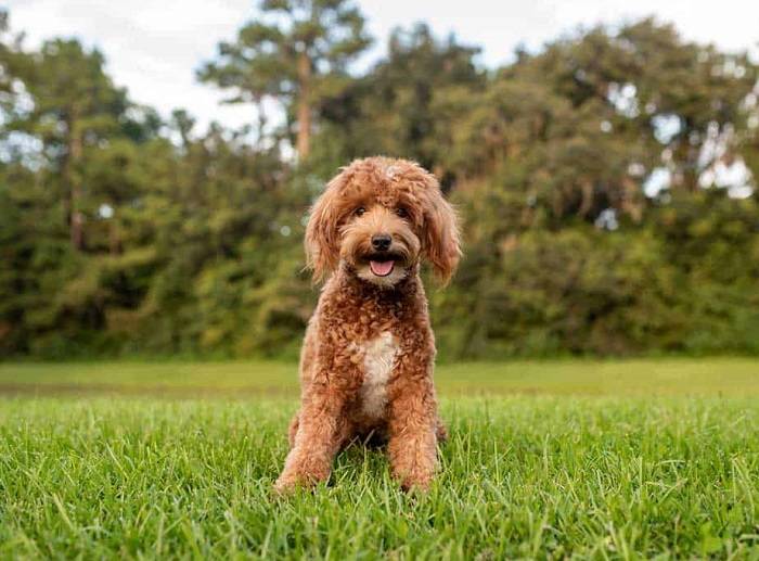 What Is a Mini Goldendoodle