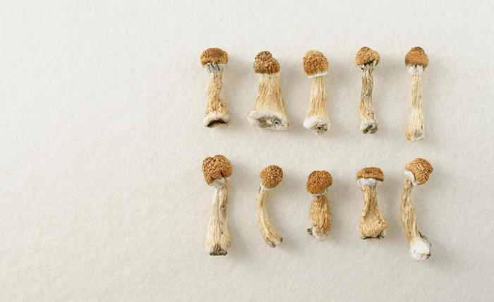 How Can Psychedelic Mushrooms Help? Exploring the Potential Therapeutic Benefits Screenshot 9 7