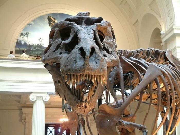 The Fossil Museum A Glimpse into Prehistoric Florida