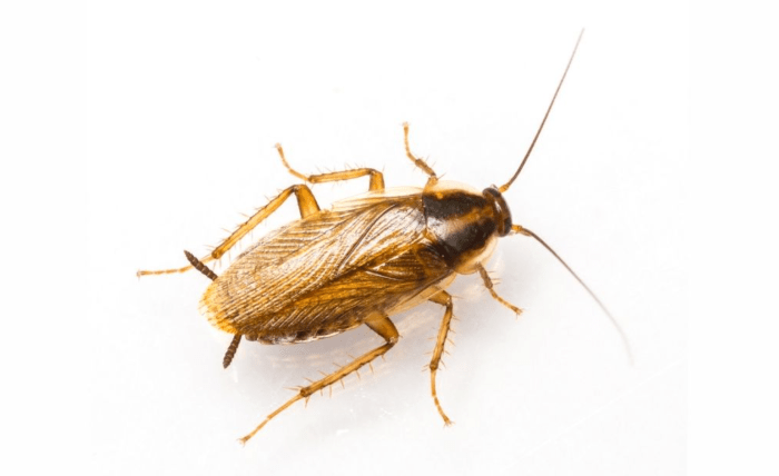 How to Effectively Get Rid of a German Cockroach Infestation Screenshot 6