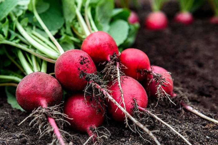 What Are Turnips and Radishes