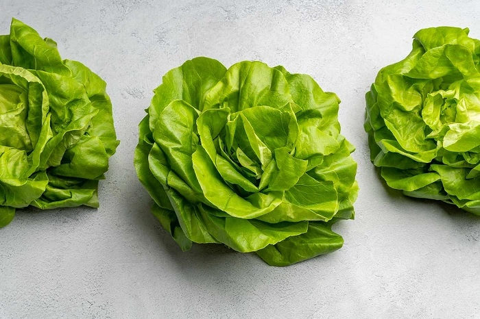 Butter Lettuce