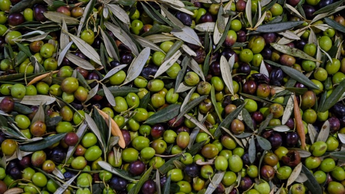 Differences Between Green and Black Olives