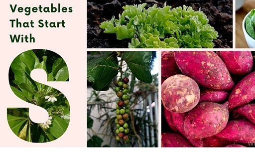 Health Benefits of Vegetables That Start With S