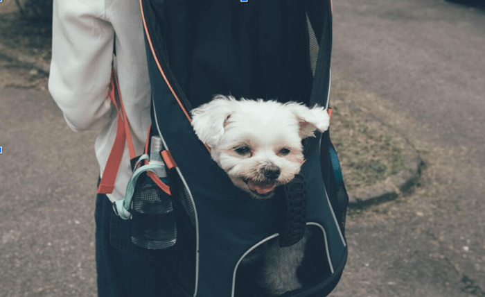 How to Choose the Perfect Dog Backpack Carrier for Your Pet Screenshot 26 1