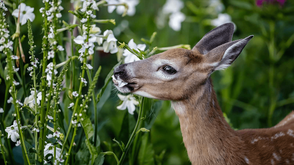 Effective Deer Repellent Solutions to Protect Your Garden Naturally1