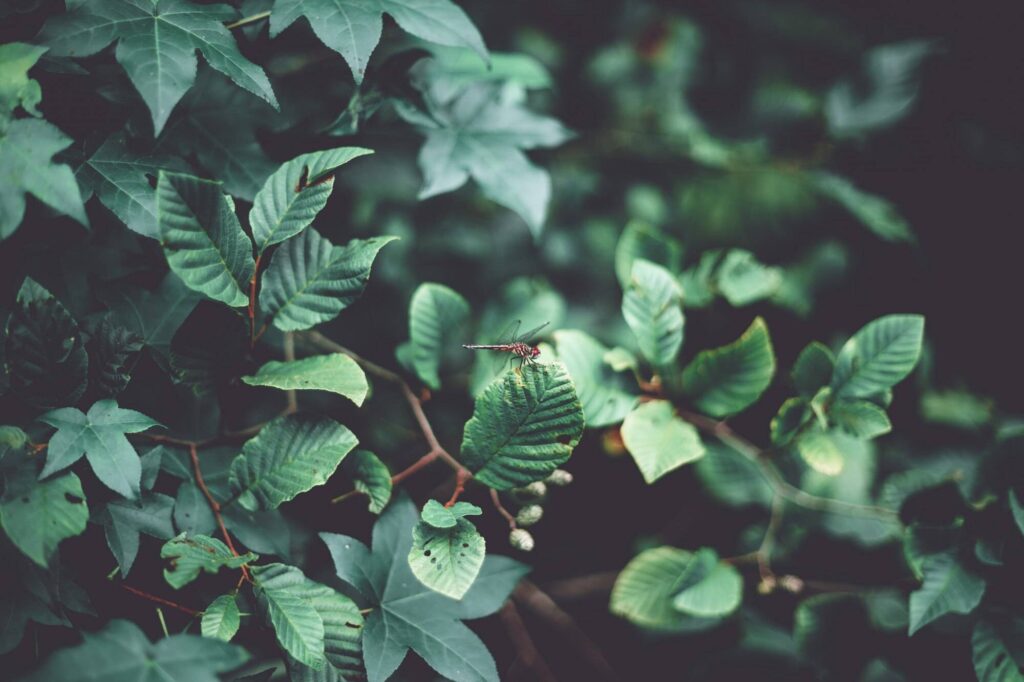 closeup shot dragonfly beautiful green leaves forest 181624 3318