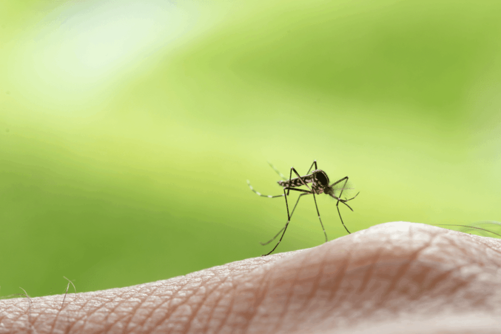 20240822 mosquitoes natural pest control repellent do it yourself