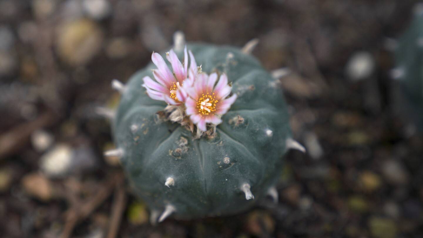 The Sacred Peyote Cactus: A Guide to Its Origins, Uses, and Where to Find It for Sale Sacred Peyote Cactus