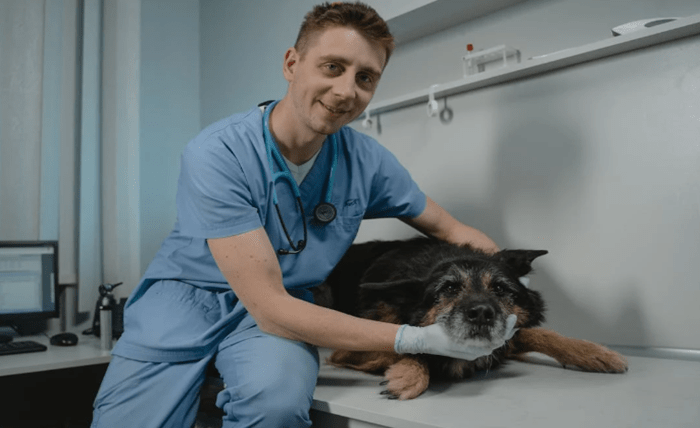 Making Vet Visits Less Stressful for You and Your Dog Screenshot 1 65