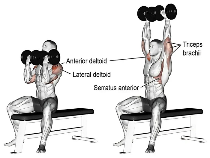 Benefits of the Arnold Press