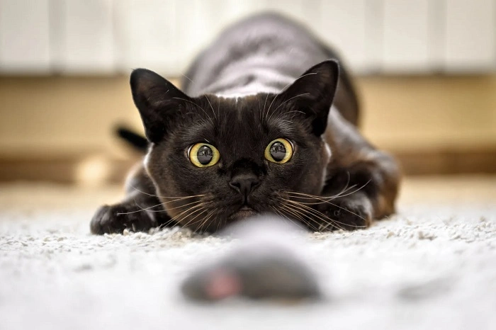 Does a cat wag its tail when it's angry?