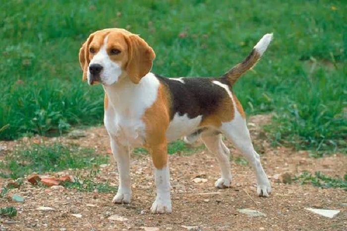 Beagle