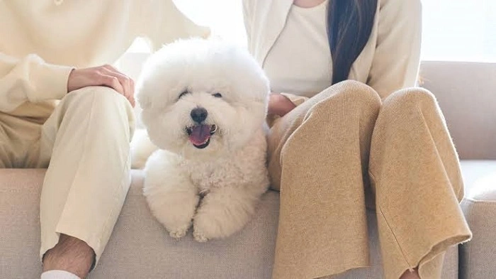 Choosing the perfect B Dog Breed.