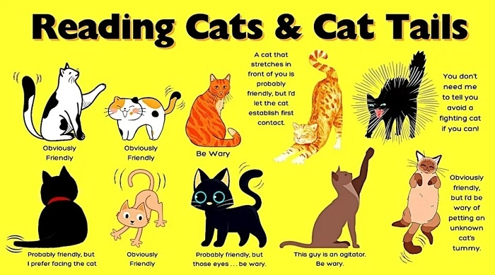 Why Cats Wag Their Tails!