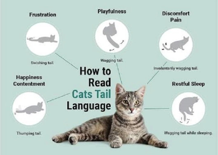 What Does Cat Wagging Tail Mean? Signs and Meanings what does cat wagging tail mean