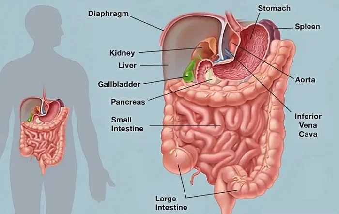 The reason behind stomach pain 3